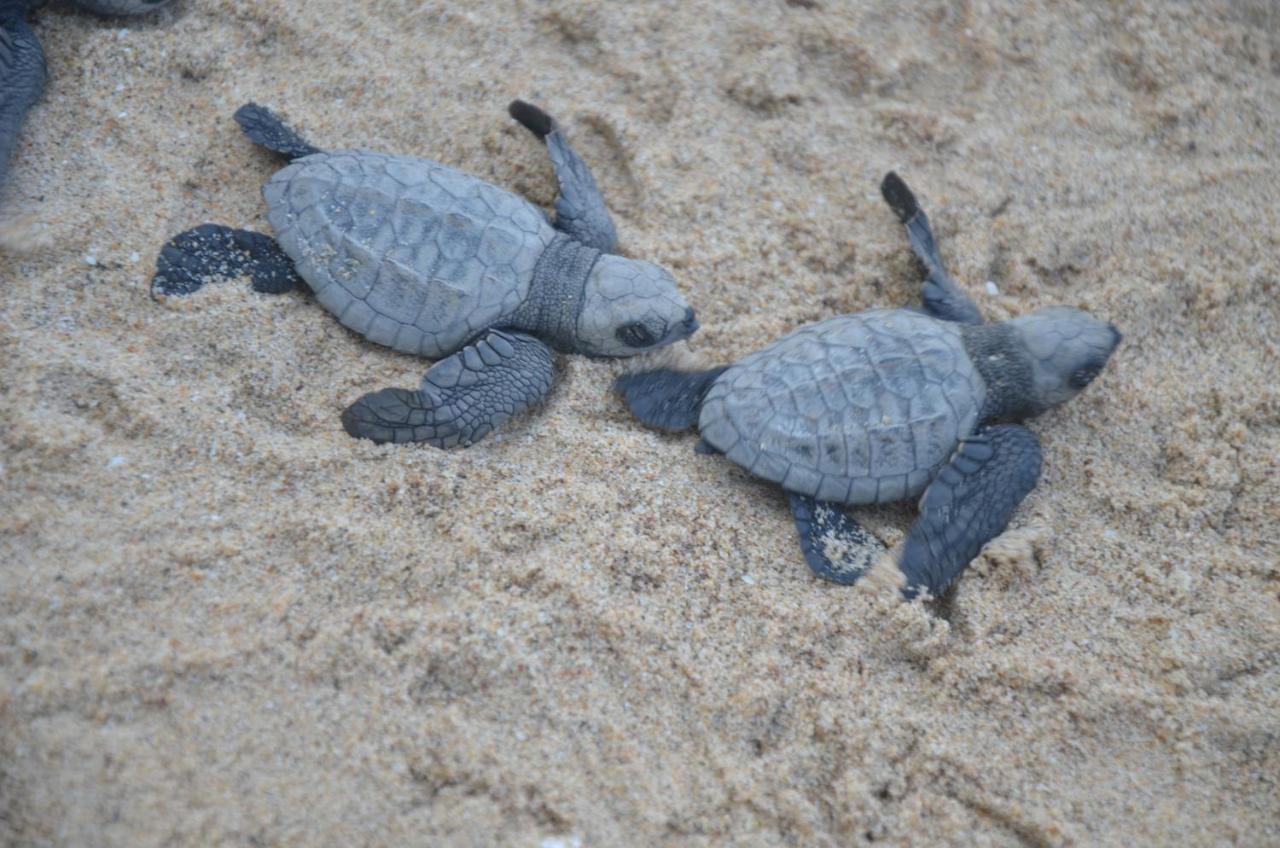 Turtle Beach House Vengurla المظهر الخارجي الصورة
