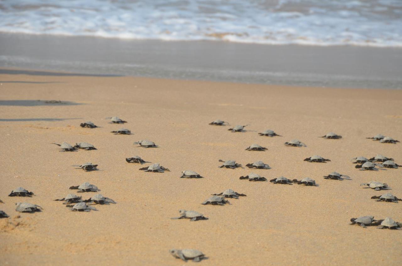 Turtle Beach House Vengurla المظهر الخارجي الصورة
